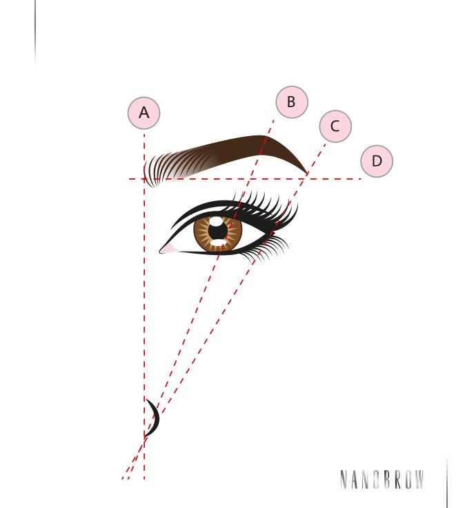 Come viene determinata la lunghezza delle sopracciglia?